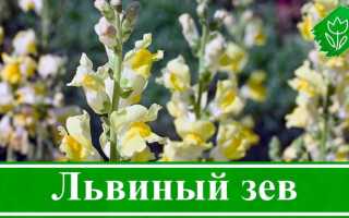 Ампельный львиный зев — посадка и уход, выращивание