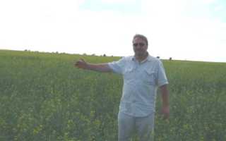 Рапс (EN: Rapeseed) обои, картинки, скачать 78 обои на рабочий стол. Красивые бесплатные фото природы для рабочего стола