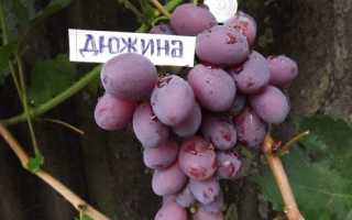 Виноград Дюжина: описание сорта + видео