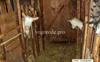 Можно ли и как правильно давать козам сырую картошку, польза продукта