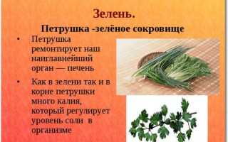 Польза петрушки и противопоказания к ее употреблению